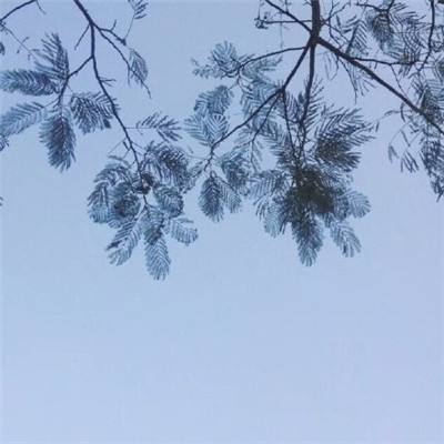 空之契约内购破解版下载